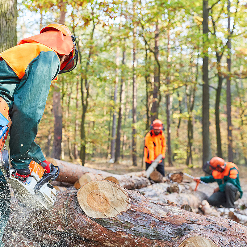 Baumpflege, Baumfällung, Baumkontrolle, Baumschnitt, Totholzentfernung und vieles mehr - Oleart GmbH: Forst- und Baumpflege Baumpflege, Baumfällung, Baumkontrolle, Baumschnitt, Totholzentfernung und vieles mehr - Oleart GmbH: Forst- und Baumpflege